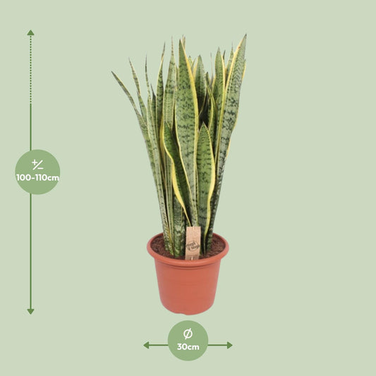 Sansevieria Trifasciata Laurentii – Pflegeleichter Bogenhanf Ø30cm