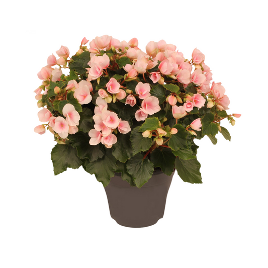 Begonie Betulia 'Light' – Pflegeleichte Zimmerpflanze mit Rosa Blüten