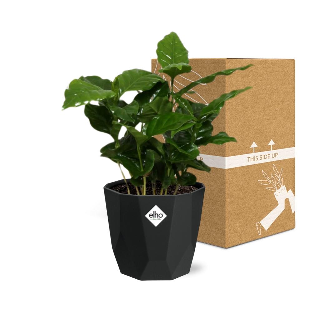 Coffea Arabica – Elegante Kaffeepflanze im 14cm Topf