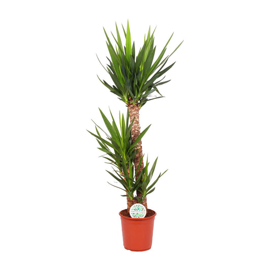 Yucca Elephantipes – Pflegleichte XXL-Zimmerpflanze Ø24cm