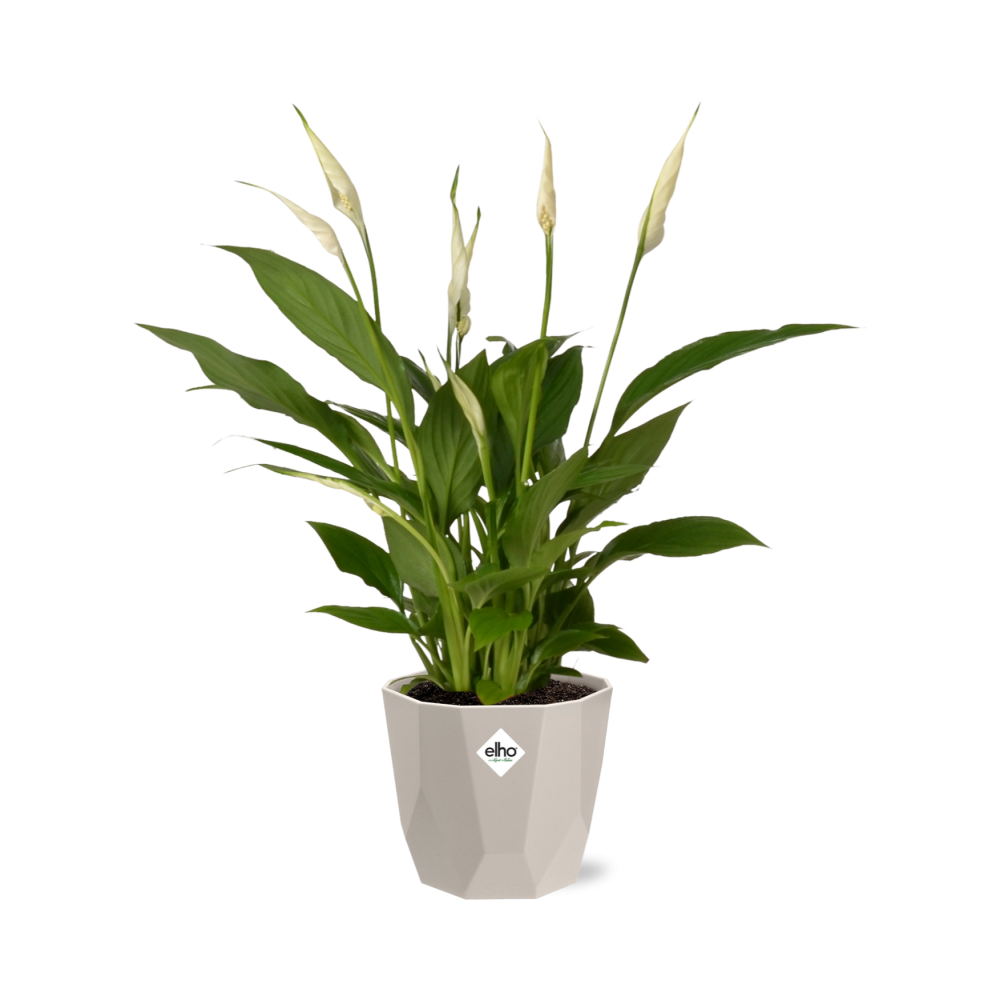 Spathiphyllum Torelli 12 cm in ELHO b.for rock Topf warm grey