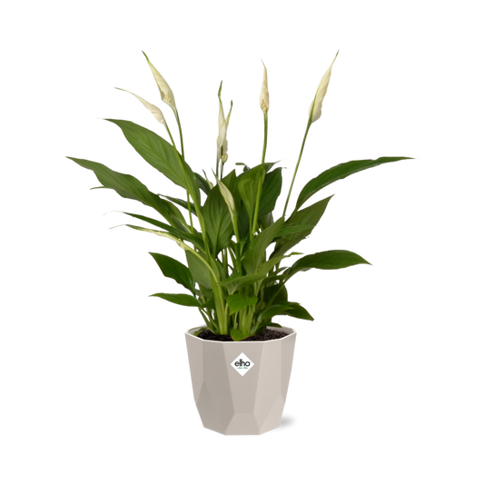 Spathiphyllum Torelli 12 cm in ELHO b.for rock Topf warm grey