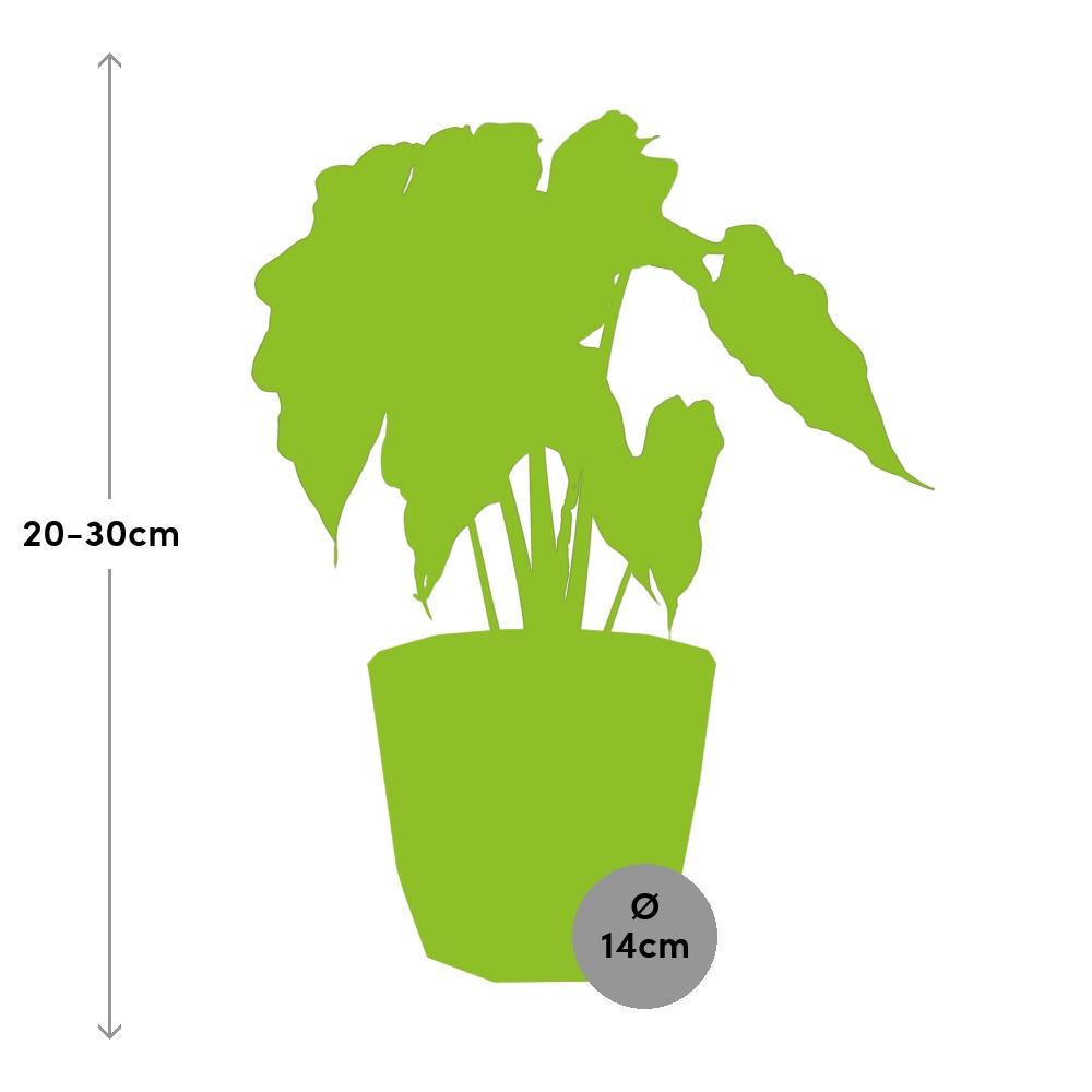 Alocasia ‘Polly’ – Pflegeleichte Elefantenohr-Pflanze im ELHO Topf