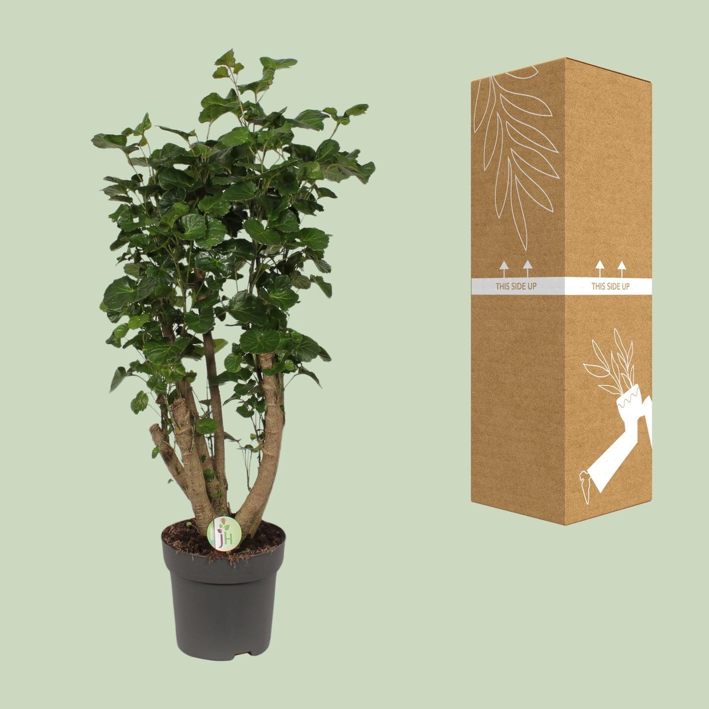 Polyscias Lemon – Pflegeleichte XL-Zimmerpflanze Ø24cm, 95cm hoch