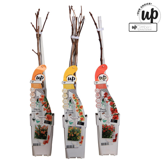 3er-Set Campsis Summer – Farbenfrohe Trompetenblumen