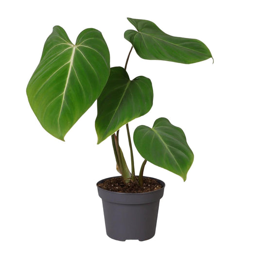 Philodendron Glorisoum – Pflegeleichte Zimmerpflanze Ø12cm