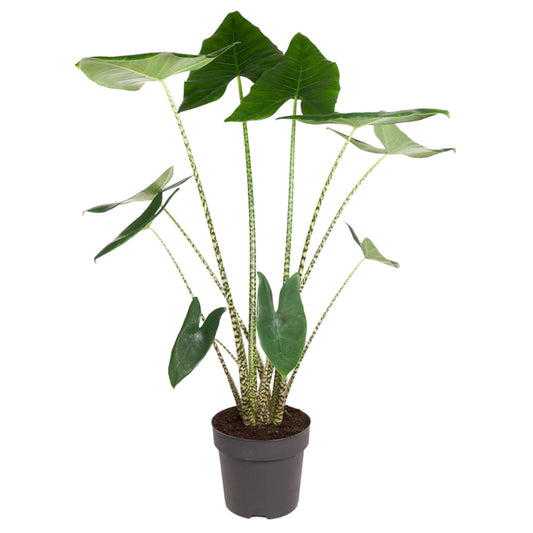 Alocasia Zebrina – Stilvolle XXL Zimmerpflanze 130 cm
