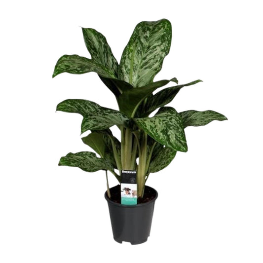Aglaonema Greenlight – Pflegeleichte Zimmerpflanze
