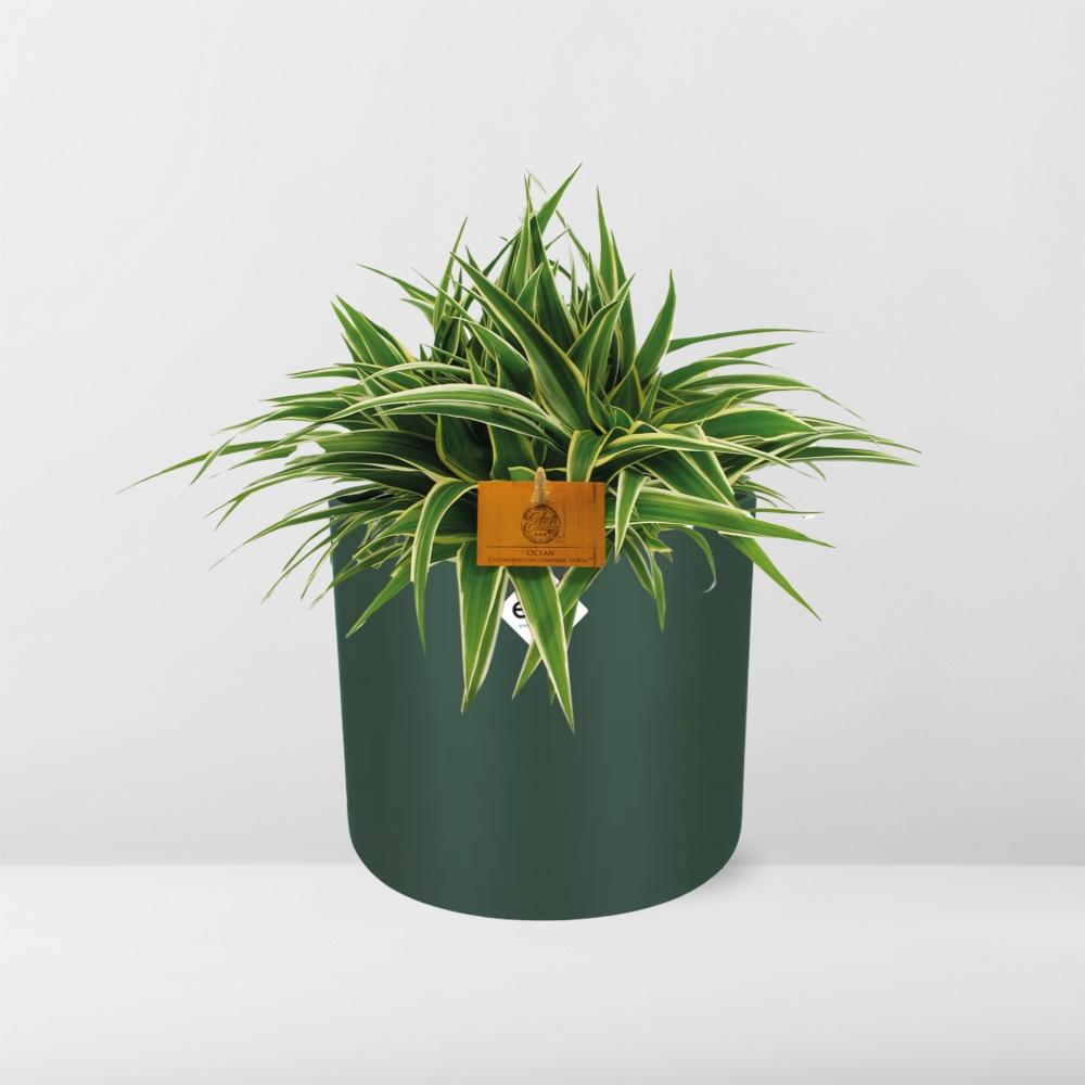 Chlorophytum Ocean – pflegeleichte Grünlilie 15 cm