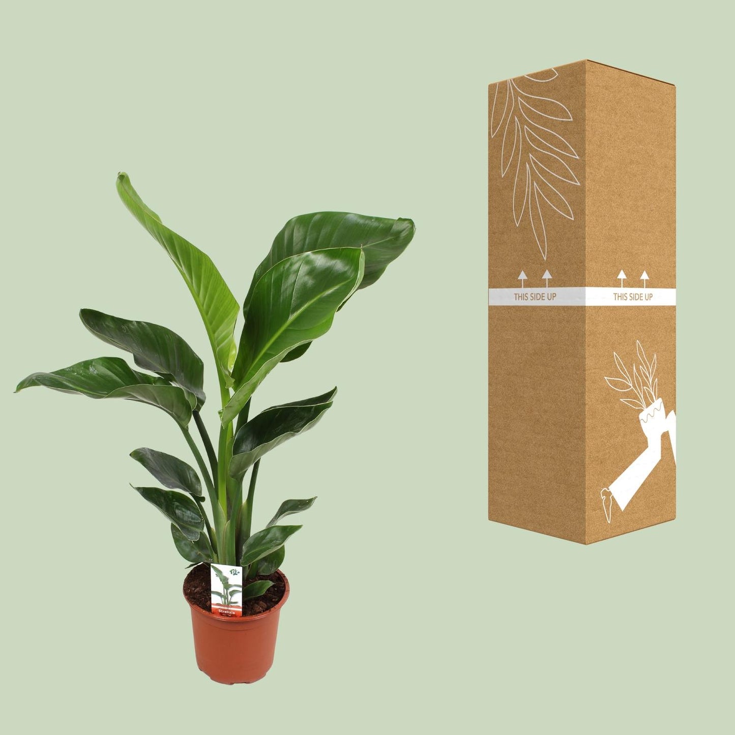 Strelitzia Nicolai – Paradiesvogelblume Ø17 cm, 70 cm hoch