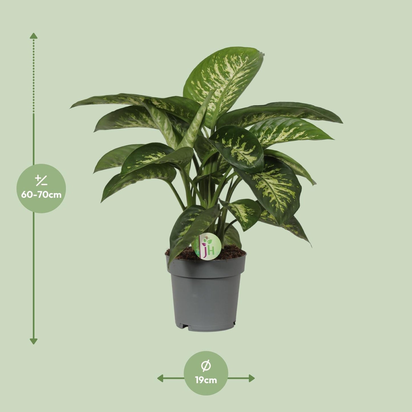 Dieffenbachia Reeva Ø19cm – Pflegeleichte Blattschmuckpflanze