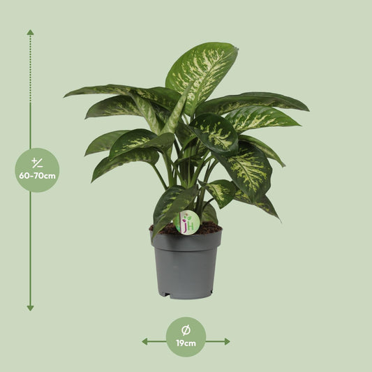 Dieffenbachia Reeva Ø19cm – Pflegeleichte Blattschmuckpflanze