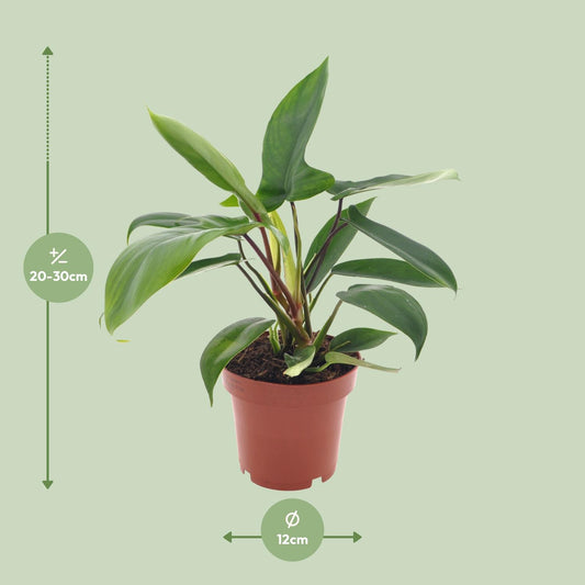 Philodendron Florida Green Ø12cm – Pflegeleichte Zimmerpflanze