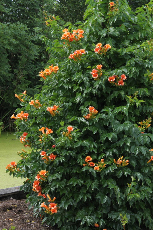 2x Campsis 'Indian Summer' – Pflegeleichte Kletterpflanze Ø15cm