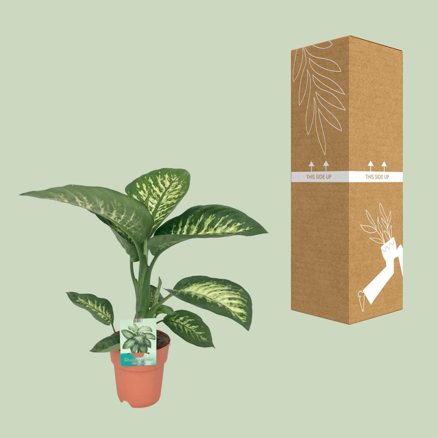 Dieffenbachia Seguine Tropic Snow – Pflegeleichte Zimmerpflanze Ø19cm