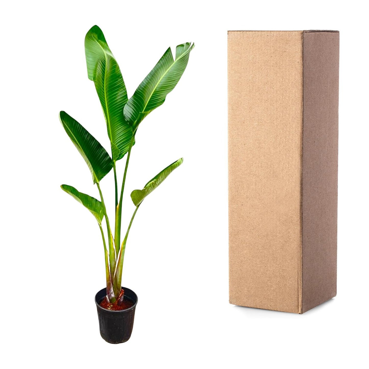 Strelitzia Augusta – Weißer Paradiesvogel XXL 220cm