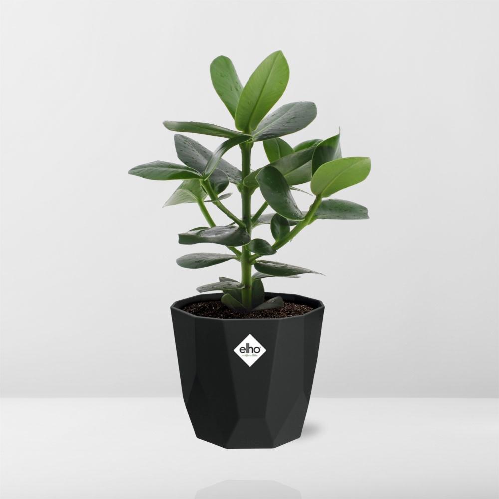 Clusia Princess – Elegante, pflegeleichte Zimmerpflanze 14cm