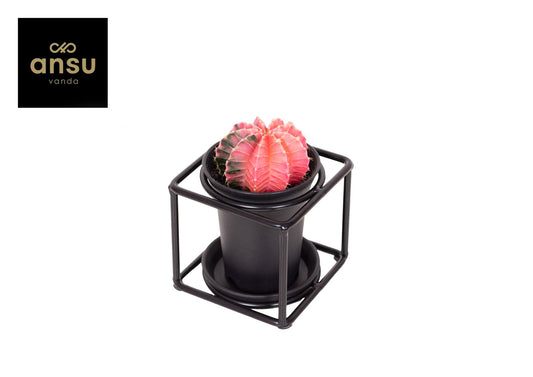 Rosa Kaktus im modernen Designrahmen Ø10cm