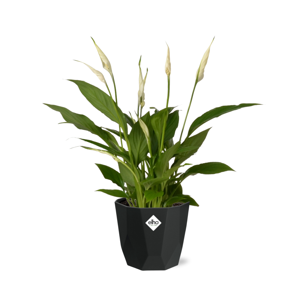 Friedenslilie Spathiphyllum 12 cm im schwarzen Torelli-Topf