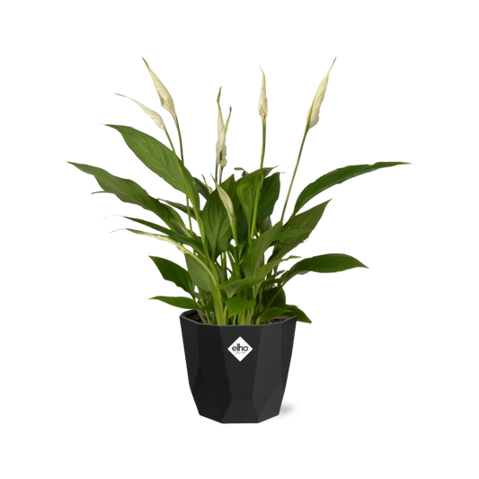 Friedenslilie Spathiphyllum 12 cm im schwarzen Torelli-Topf