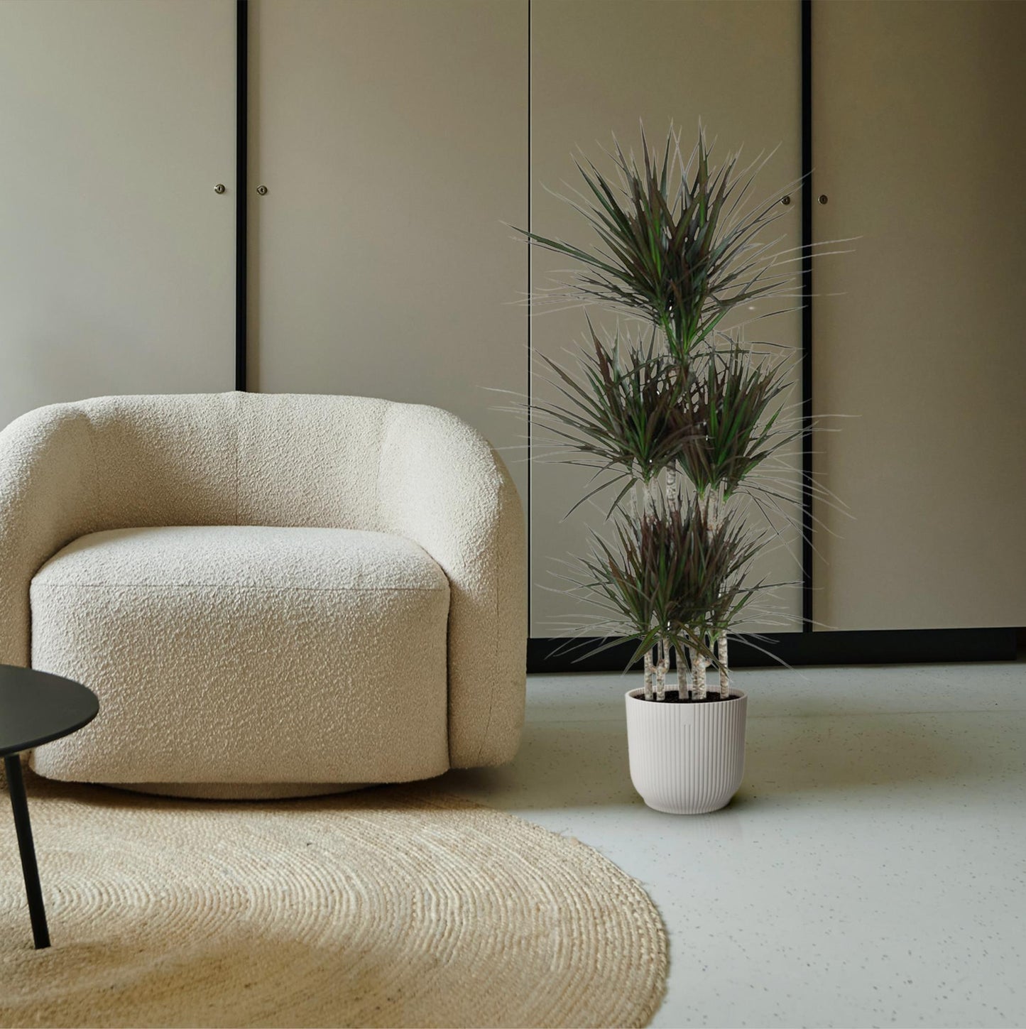 Dracaena Magenta Carrousel – Pflegeleichte XXL-Zimmerpflanze 150cm
