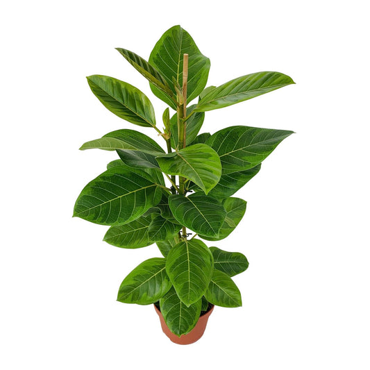 Ficus Benghalensis Roy Ø21cm – Elegante Zimmerpflanze bis 95cm