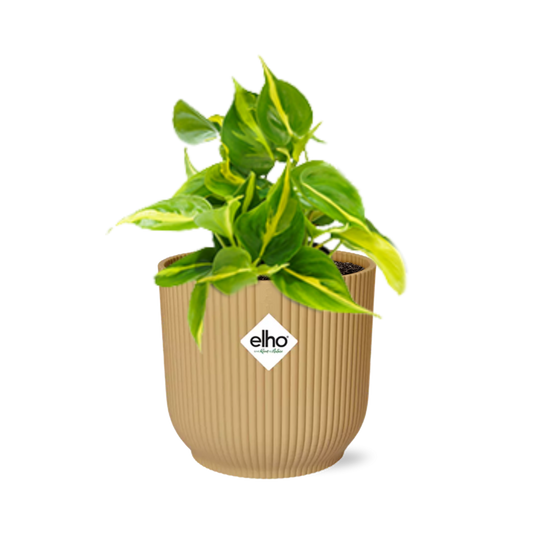 Philodendron Scandens ‘Brasil’ im ELHO Vibes Fold 14cm Gelb