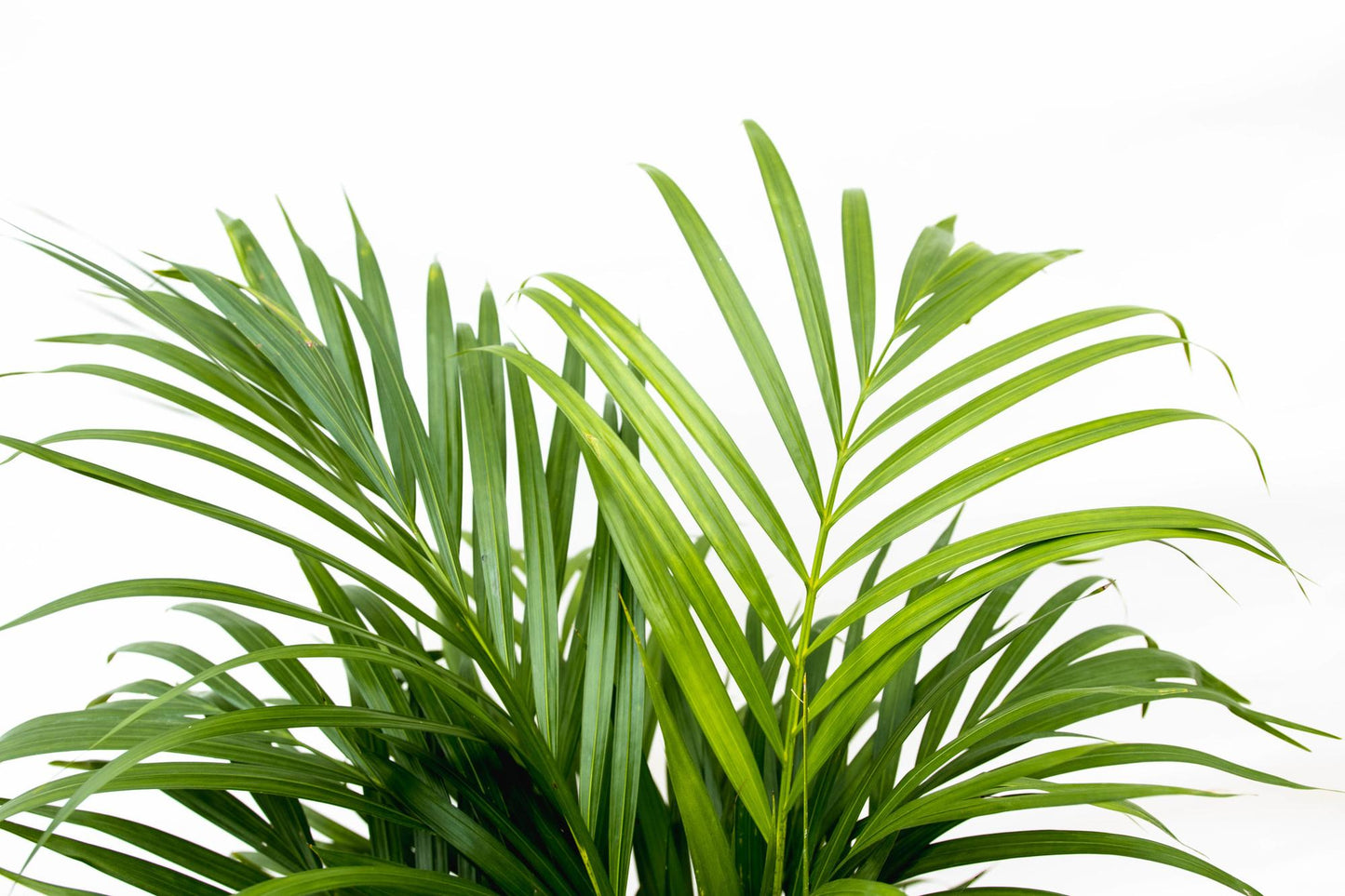 Dypsis Lutescens (Areca-Palme) 150 cm – pflegeleicht & elegant