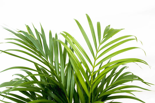 Dypsis Lutescens (Areca-Palme) 150 cm – pflegeleicht & elegant