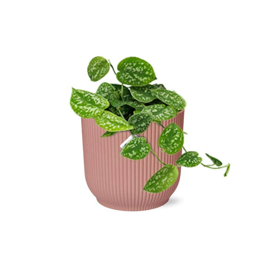 Scindapsus Pictus ‘Argyraeus’ in ELHO Vibes Fold 14cm rosa