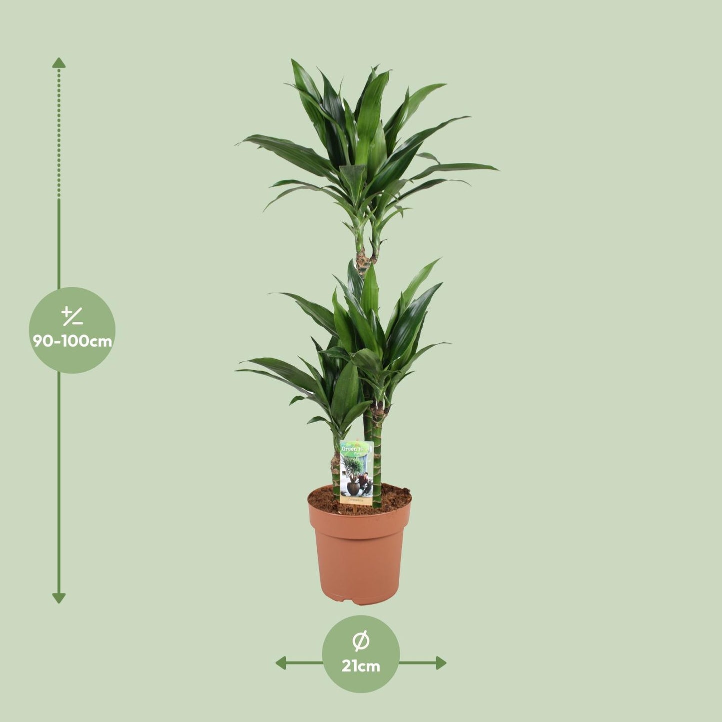 Dracaena Janet Craig – Pflegeleichter Drachenbaum Ø21cm, 100cm hoch