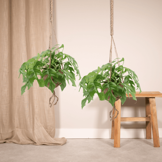Kokodama Monstera Minima Hang – 2er-Set Ø15cm