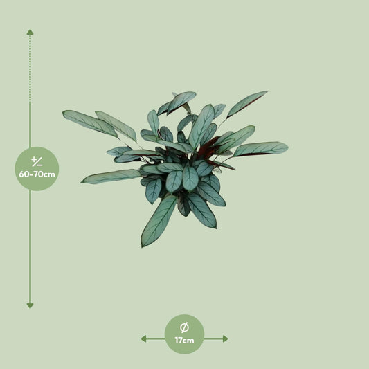 Ctenanthe Oppenheimiana – pflegeleichte Zimmerpflanze Ø17cm
