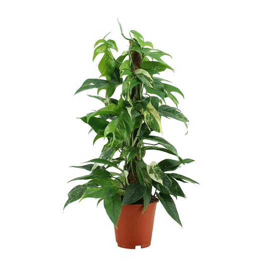 Epipremnum Pinnatum Variegata – Pflegeleichter Goldener Efeu Ø19cm