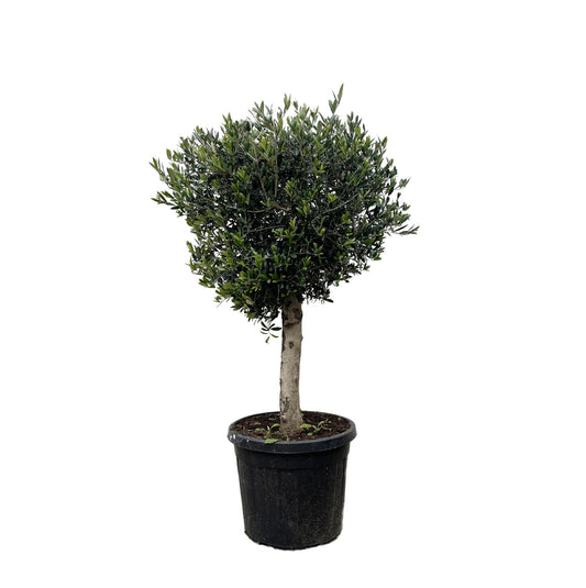Olea Europaea Lorc – Eleganter Olivenbaum 180 cm