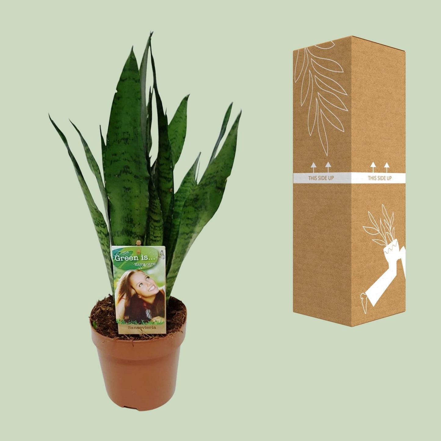 Sansevieria Zeylanica – Pflegeleichter Bogenhanf Ø17cm, 60cm hoch
