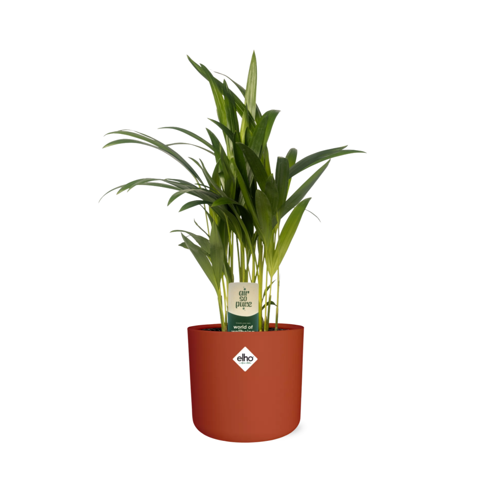 Dypsis Lutescens (Bambuspalme) in ELHO b.for soft 14cm brique