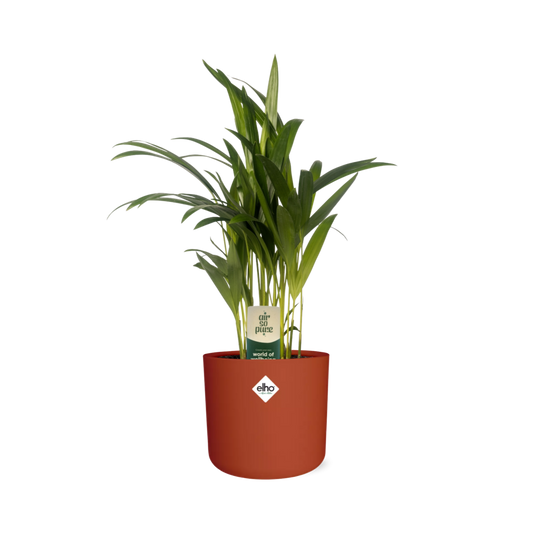Dypsis Lutescens (Bambuspalme) in ELHO b.for soft 14cm brique