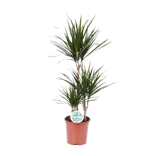 Dracaena Marginata – Pflegeleichter Drachenbaum Ø21cm, 95cm hoch