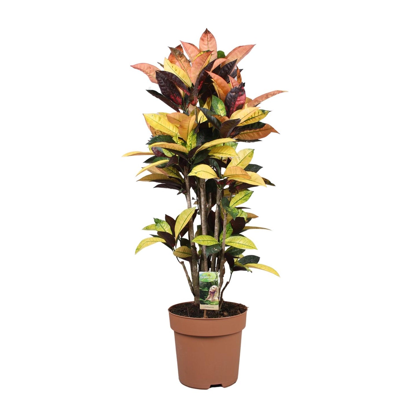 Codiaeum Mrs Iceton – Bunte, pflegeleichte Zimmerpflanze Ø27cm