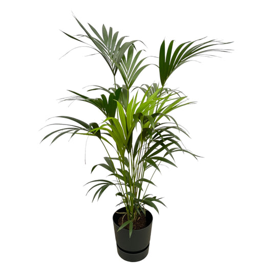 Kentia-Palme mit Elho Greenville Round Topf – 160 cm