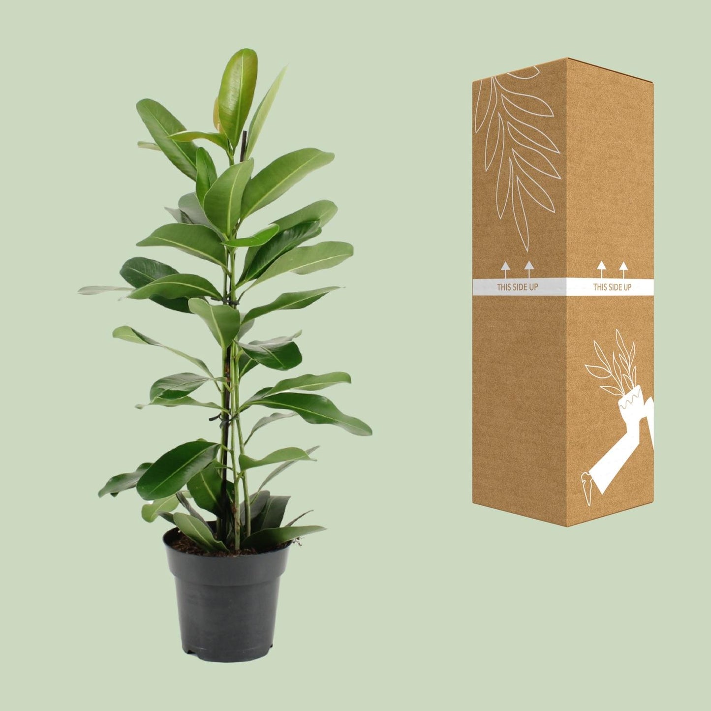 Ficus Microcarpa Smile® – Pflegeleichter Zimmerbaum Ø17cm