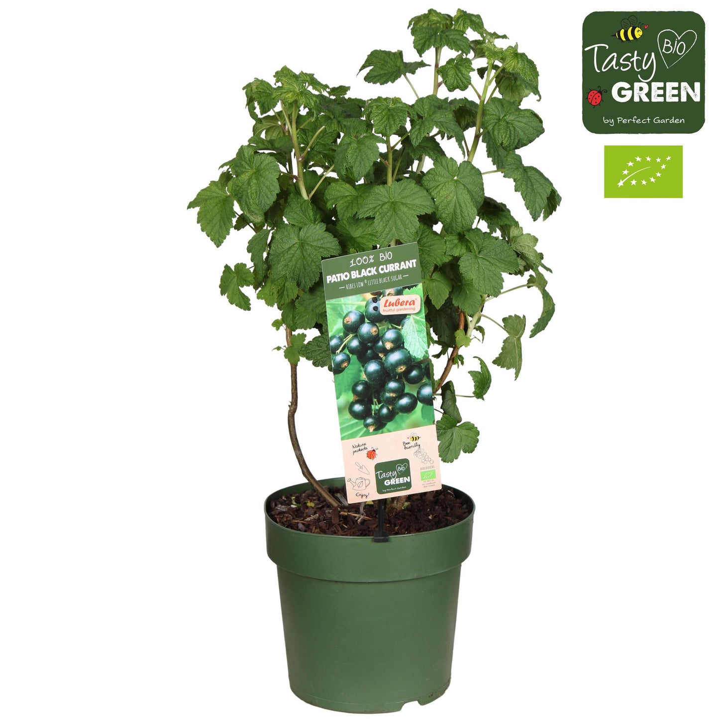 Ribes Low 'Little Black Sugar' Bio – Schwarze Johannisbeere Ø23cm