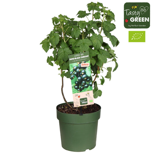 Ribes Low 'Little Black Sugar' Bio – Schwarze Johannisbeere Ø23cm