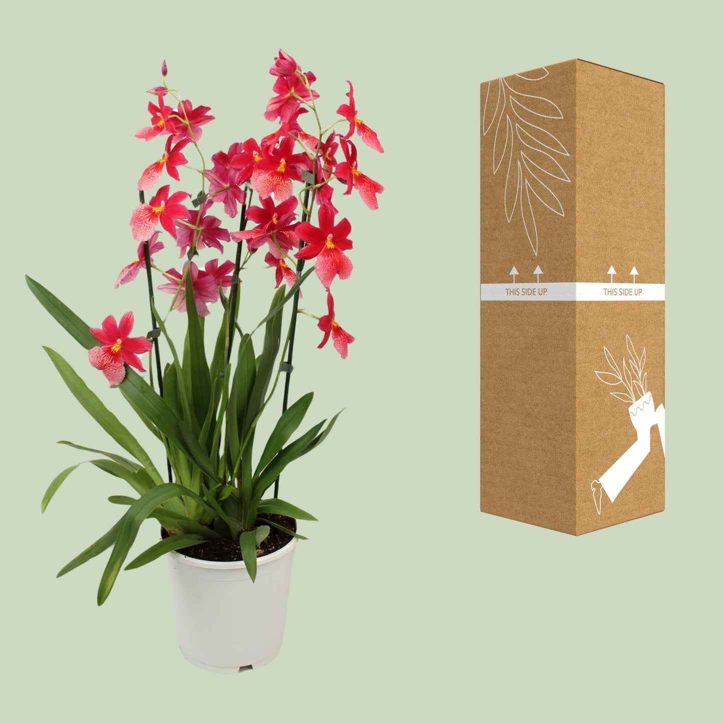 Orchidee Cambria Nelly Isler – Ø19cm, ca. 70cm hoch
