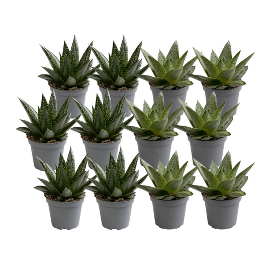 12x Aloe Mix – Pflegeleichte Sukkulenten für Zuhause & Büro