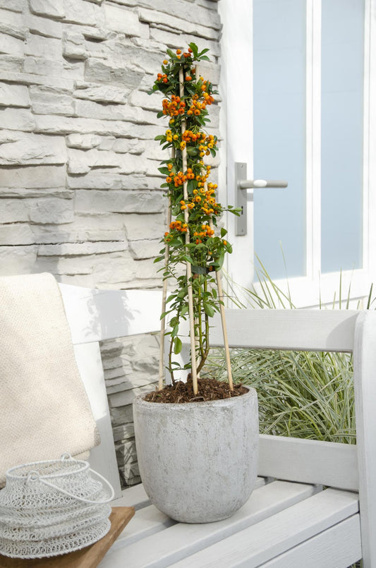 3x Pyracantha 'Orange Glow' – Orange leuchtende Beeren