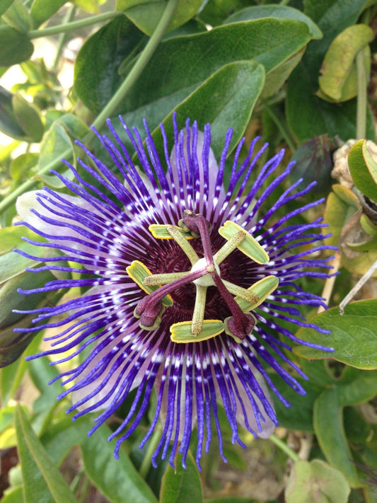 Passiflora Violett 'Purple Haze' – Kletterpflanze Ø15cm, ca. 65cm hoch