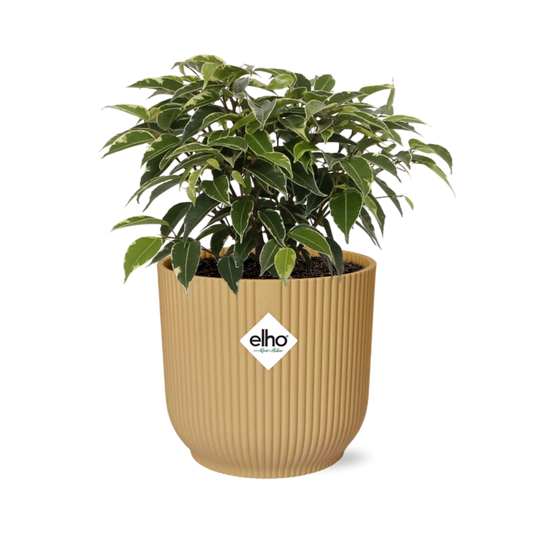 Ficus Benjamina Kinky im ELHO Vibes Fold Topf 14cm Gelb