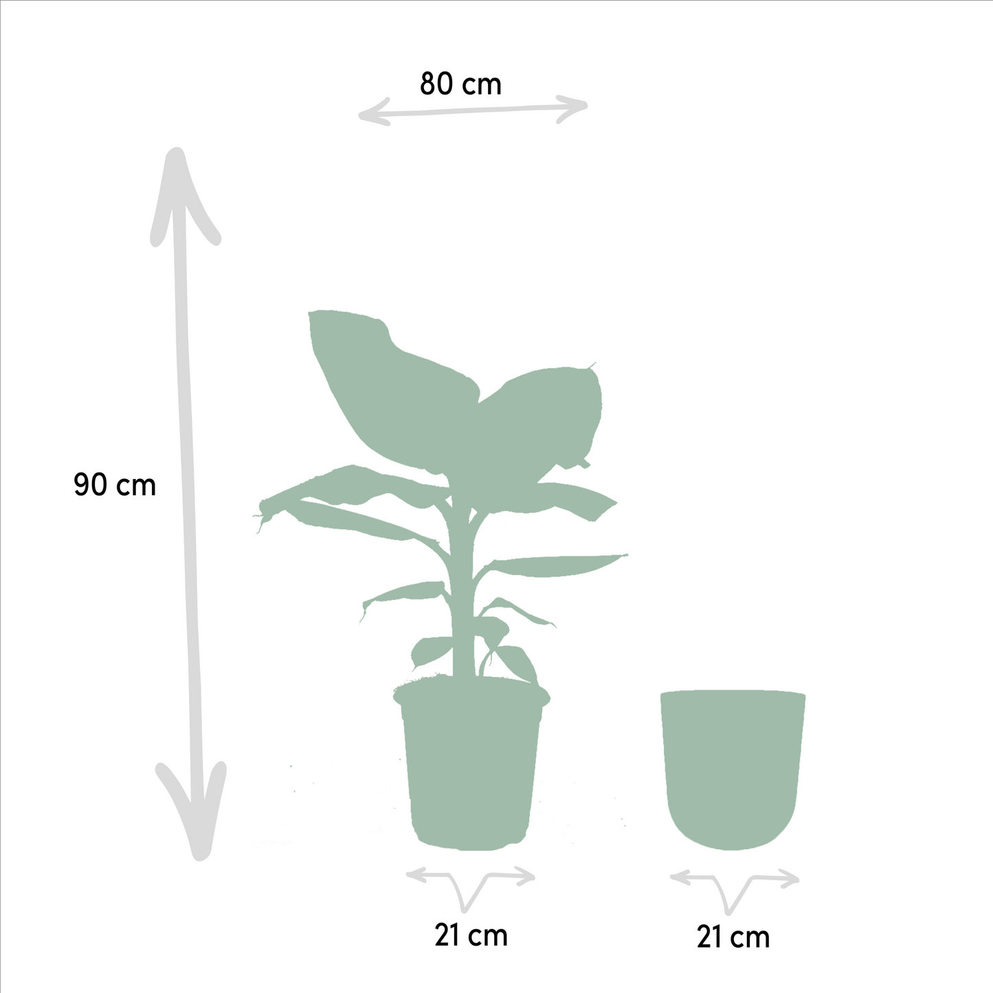 Musa Dwarf Cavendish – Tropische Bananenpflanze Ø21cm